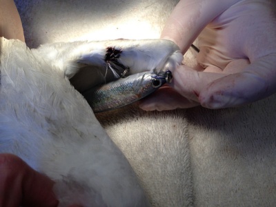 Extracting the Lure -- Photo by International Bird Rescue/Kelly Berry