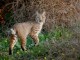 Bobcat, photo by Barry Rowan