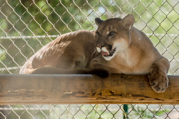 Burbank Mountain Lions – Part III