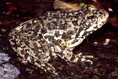 Mountain Yellow-Legged Frogs in a Water-Less World