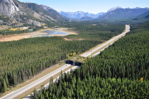 Corridors -- like this wildlife bridge in Banff, Canada -- could attract tourists to the area as well.