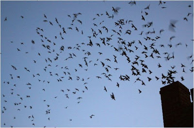 Where Are the Vaux’s Swifts?