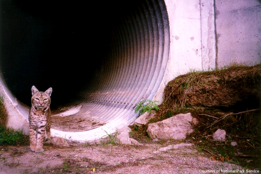 Many animals would use corridors, but they would be especially critical for large predators.
