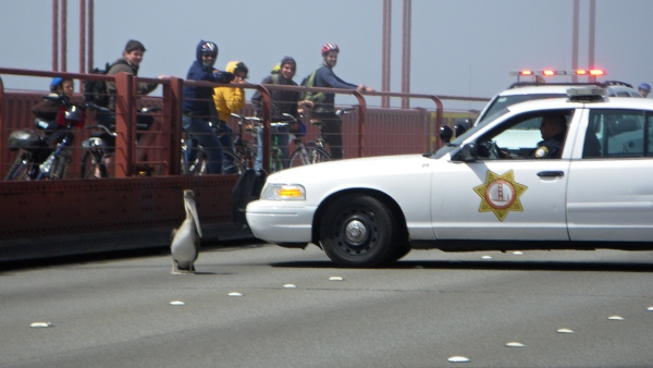 ARRESTED - Gigi on the Golden Gate Bridge. PHOTO: PELICAN DREAMS