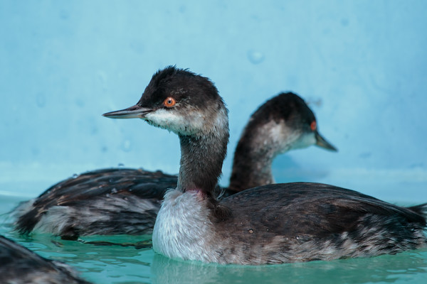 RECUPERATING - Eared grebes are where they belong...on water! Photo by BILL STEINKAMP