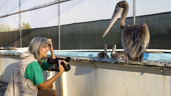 EYEING EACH OTHER - Filmmaker Judy Irving considers Gigi. PHOTO: PELICAN DREAMS