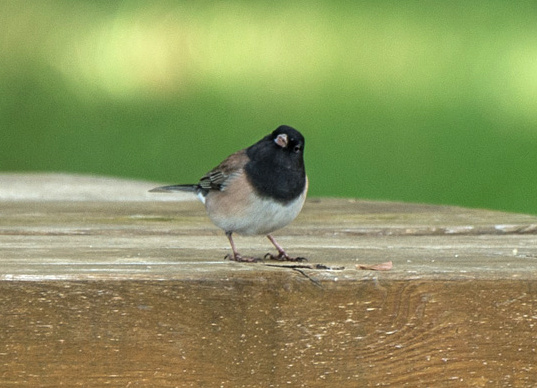 Birds on the Brain at Bird Fest