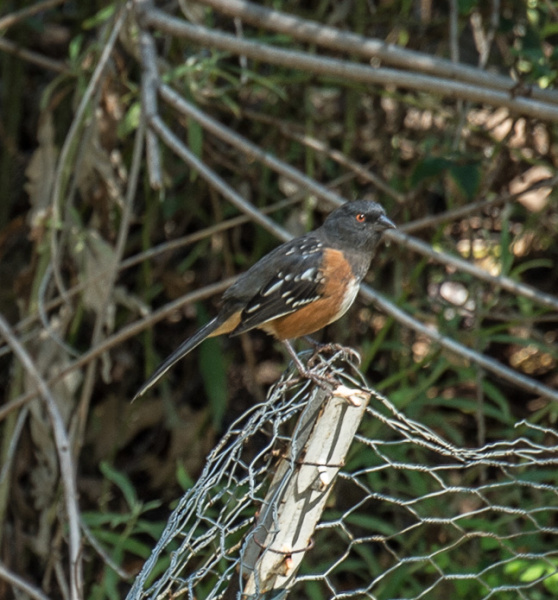 Ready for a close-up on Bird Fest: a spotted towhee.