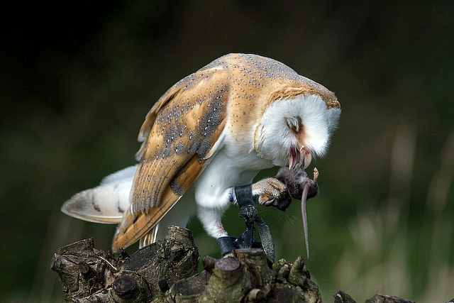 Less Poison in the Parks; More Owls in the Sky?