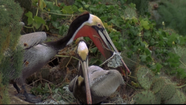 NESTING PELLIES - Pouches turn bright colors on Santa Barbara Island. PHOTO: PELICAN DREAMS
