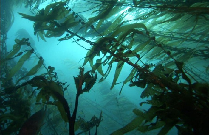 A Forest of Possibilities at Palos Verdes Peninsula