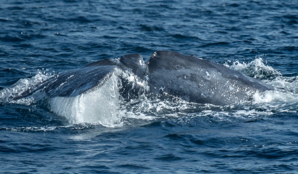 Best Whale Watching Season Ever?