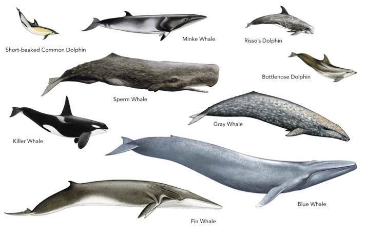 OFF SOCAL COASTLINES - Marine mammals are many. CHART: OCEAN CONSERVATION SOCIETY