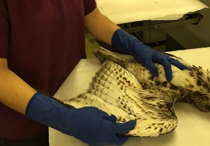 CDFW Environmental Scientist Krysta Rogers examines a red-tailed hawk. PHOTO: CDFW