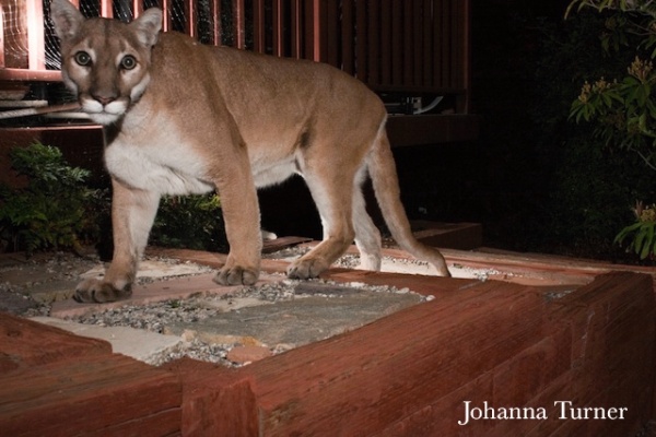 Local mountain lions need wildlife crossing to increase their diversity. PHOTO BY JOHANNA TURNER