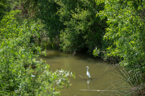 Sepulveda Basin’s South Reserve: Where the Birds “Were”