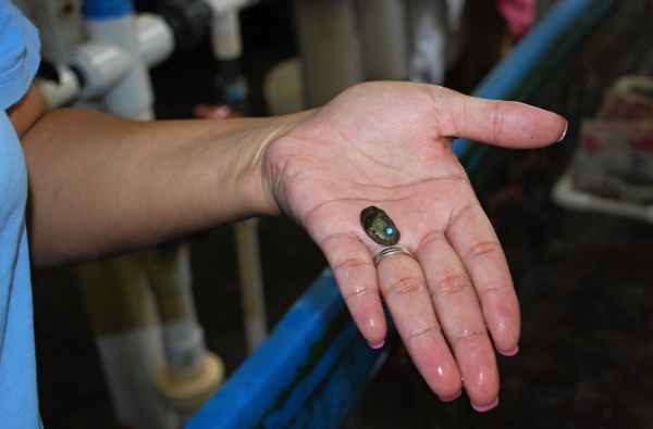 TINY FOR NOW - Green abalone can grow up to 12 feet long.