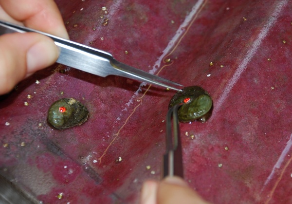 DON'T SNEEZE - It's delicate work affixing a tag on an inches-long abalone. 