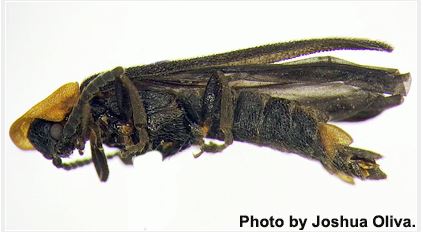 New Firefly Species Found in SoCal