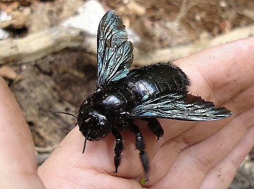A BEE IN THE HAND...Just a big ol' teddy bear of a bee. PHOTO: ETHOGRAM