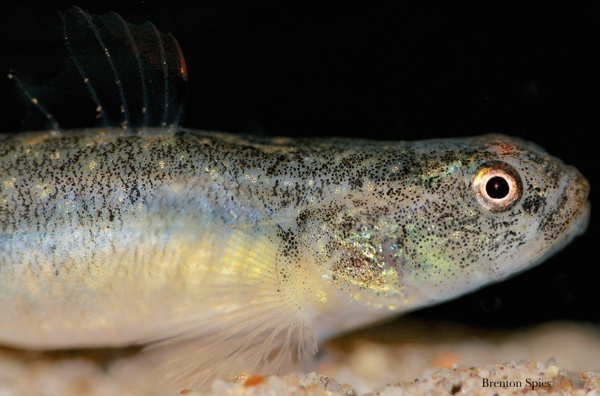 ADAPTABLE - Tidewater gobies only live in California coastal wetlands. PHOTO: BRENTON SPIES