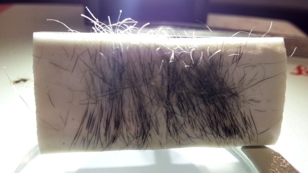 A LIGHT BRUSHING - Hair samples contain DNA. PHOTO: C.DeMarco