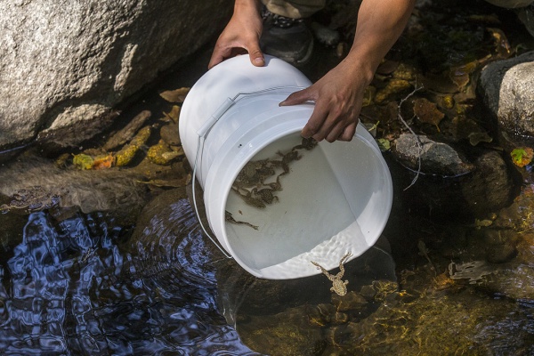 Building a Mountain Frogtown for Yellow-Legged Frogs