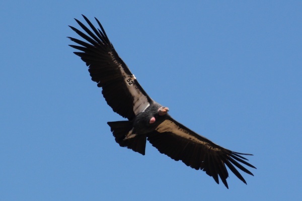 More Tour Dates to See California Condors in the Wild