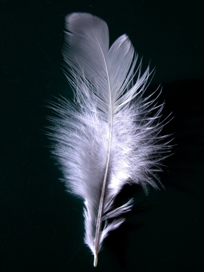 Identify Bird Feathers Like a Pro