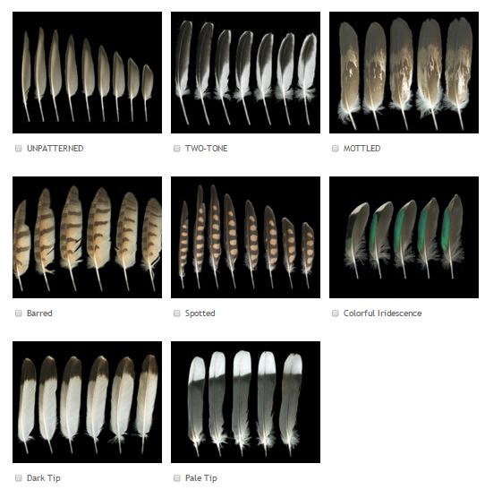 HELPING SORT IT ALL OUT - The Fish and Wildlife's Feather Atlas has tools to help you identify unknown feathers. 