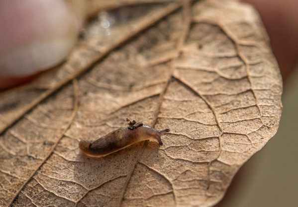 TINY SLUG