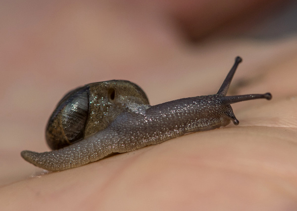 COMMON GARDEN SNAIL