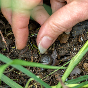 RIGHT OUTSIDE -- Snails and slugs are easy to find...