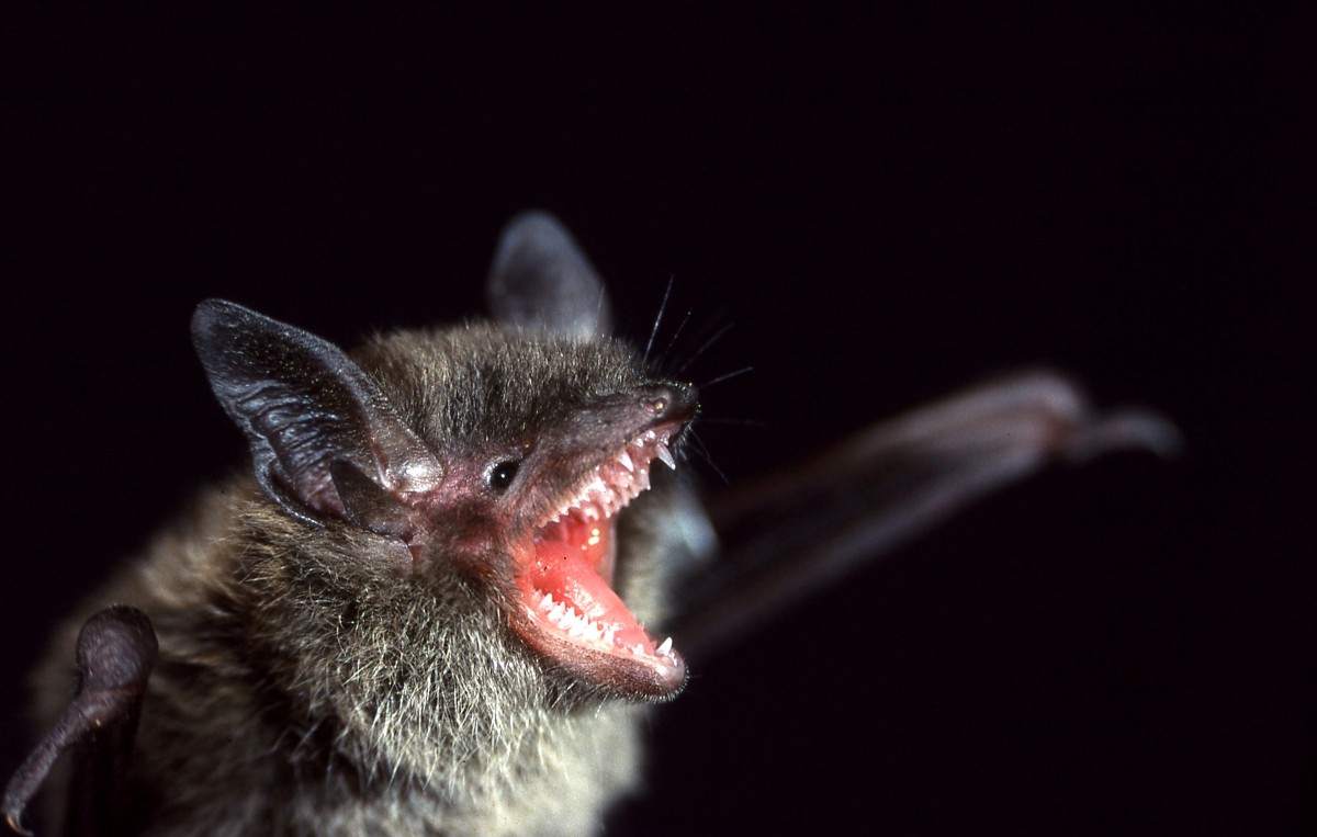 I'M HUNGRY -- California's resident little brown bats are insect-eaters but would prefer a juicy moth to a teeny 'squtio. PHOTO: S Dobbyn