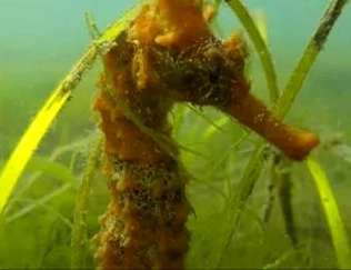 Rare Seahorse Seen Near Long Beach