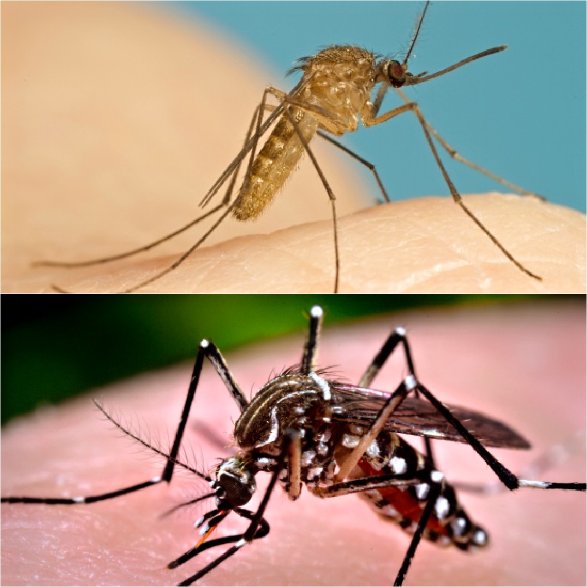 KNOW YOUR 'SQUITOES -- Native mosquitoes of the Culex genus (on top) and invasive Aedea genus (bottom) spell trouble.