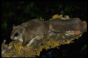 Flying Squirrels On Their Own