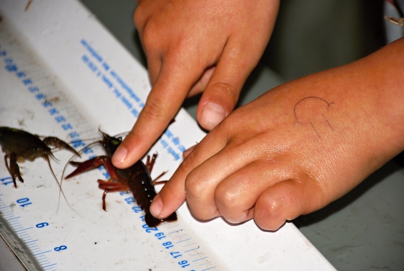 HOW BIG? Caught crayfish are sized and sexed for science.