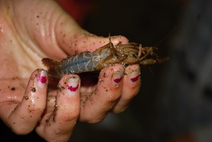 Hunting Crayfish With Hot Dogs