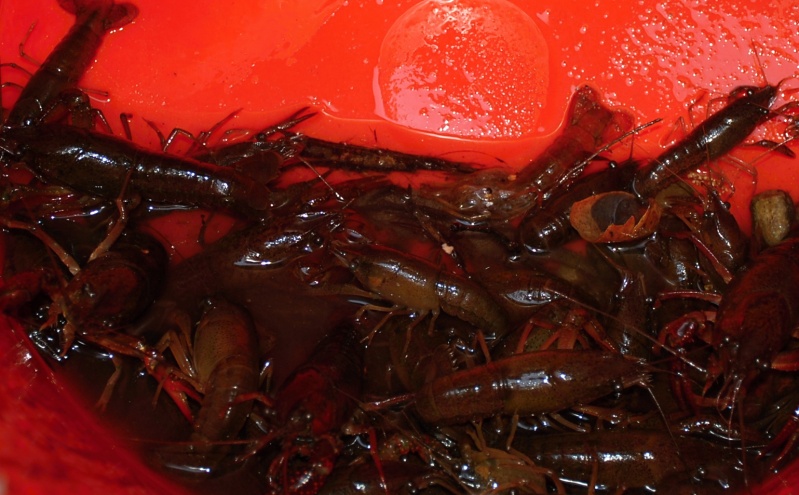 NOT FOR GUMBO - Captured crayfish will serve as treats to rehabbing critters and wildlife rescue centers.