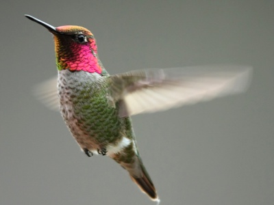 AnnasHummingbird-Alan-Vernon_4 - Copy