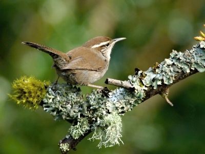 Bewicks_Wren_4