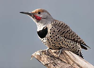 NorthernFlicker_4