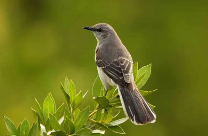 Five Birds You Probably Will See on Bird LA Day — and Five You Might