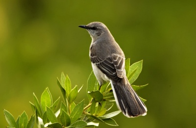 NorthernMockingbird_4