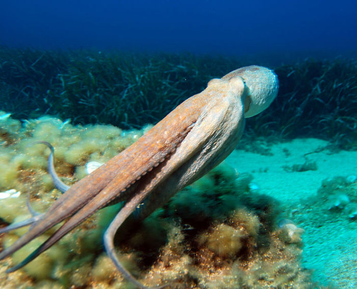 An Extra Helping of Calamari?
