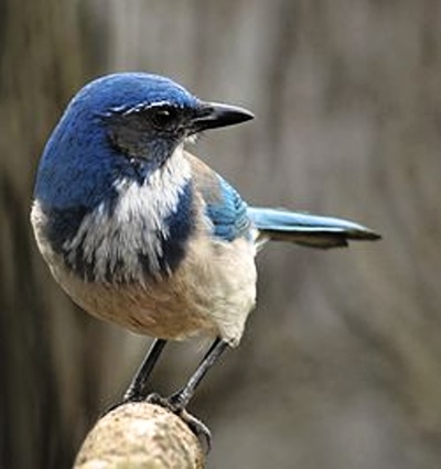 WesternScrubJay_4