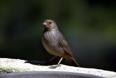 california_towhee_lg_4