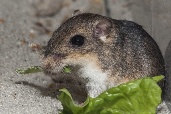 New OC Digs for Pacific Pocket Mice