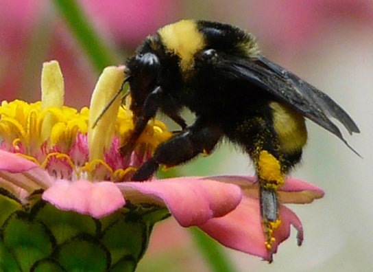 FURRY WORKER - Native bumble bees have numerous species. PHOTO: WHATS THAT BUG